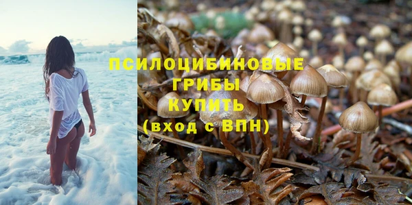 прущие грибы Белокуриха